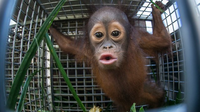 Cute Baby Orangutan And Mother Released After Rescue