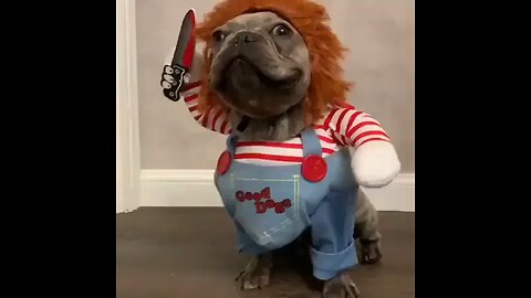 Costume de chien Chucky – Meilleurs costumes pour petits chiens 🐶☠️👻💀