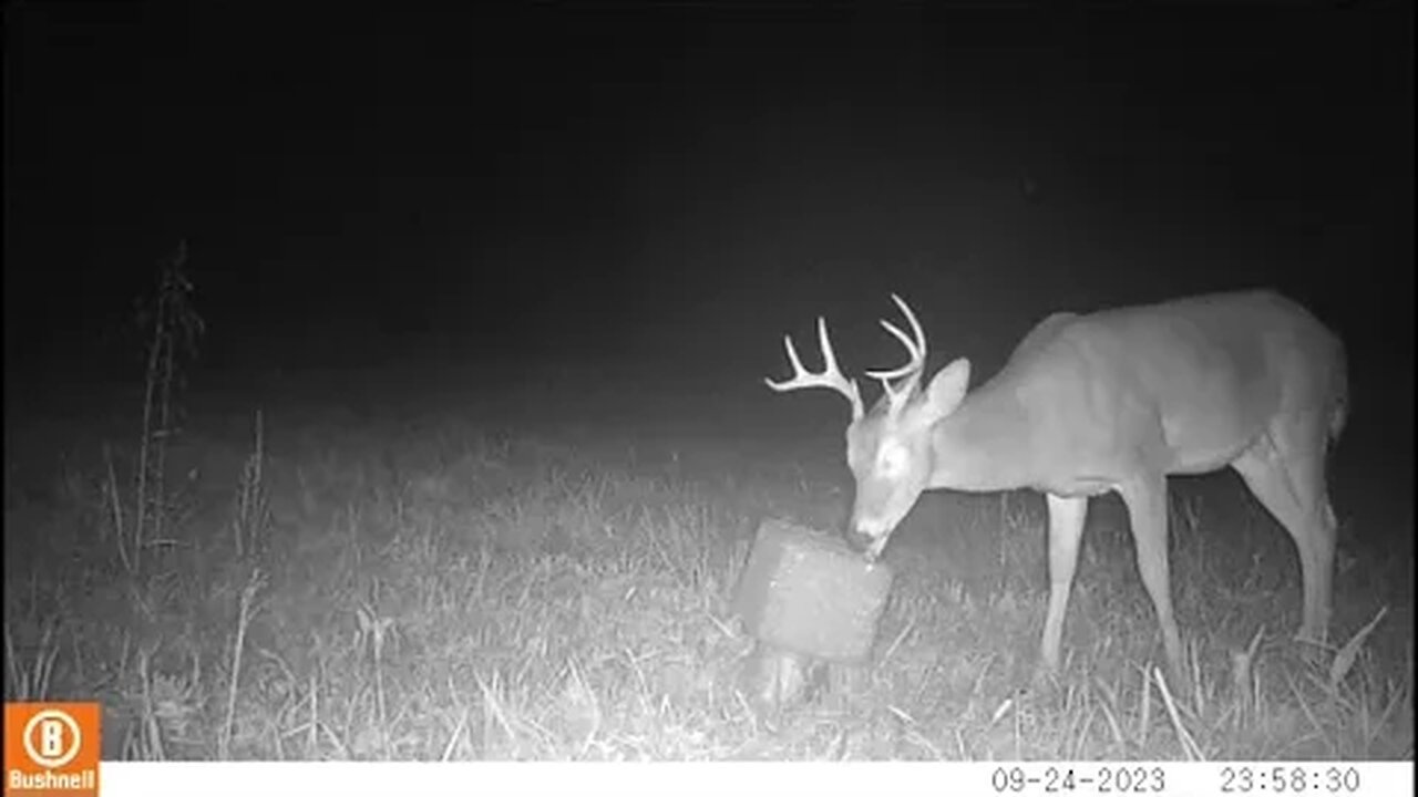 Trail Camera Video of Wildlife in Middle Tennessee 29