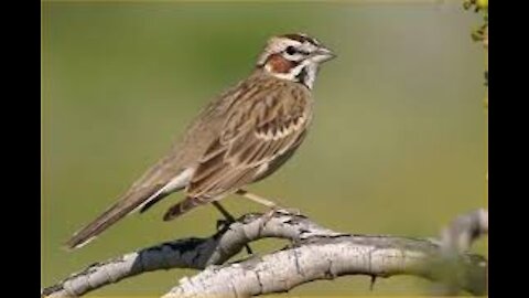 Wild birds You eat pills and enjoy