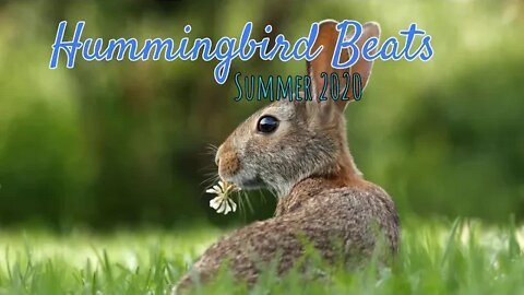 Acoustic Folk Instrumental Acoustic Inspiring Soft by RomanSenykMusic (No Copyright Music)