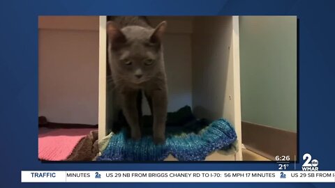 Lele is up for adoption at the Maryland SPCA