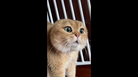 Cat is seriously asking question full version