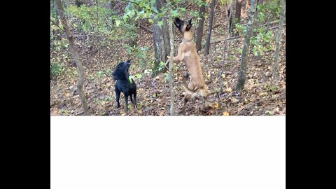 Malinois finds stick caught in tree.