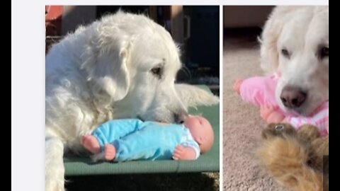 Dog gets baby doll for Christmas absolutely love