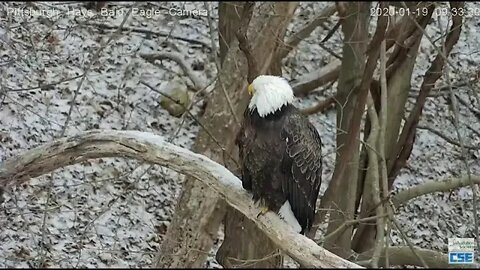 Pittsburgh Hays Eagles Mom watches Red Fox go up the hill 2020 01 19 093322 AM