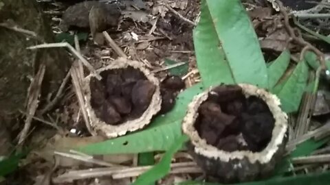 Castaña (Brazil Nuts)