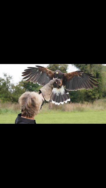 The Falcon Takes The Child|شاهین بچه را میبرد