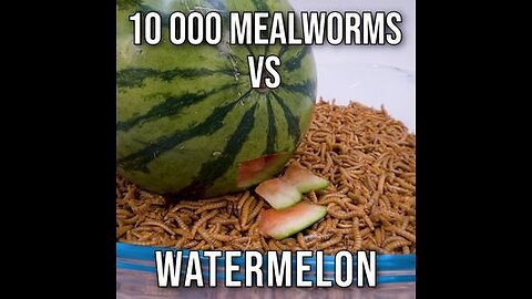 One watermelon and 1000 warms || By GlobalGigglesHub