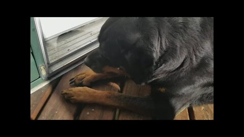 Rottweiler Eating An Apple! 😍 #rottweiler