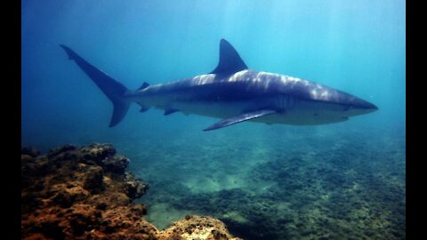 Beautiful fish at the bottom of the ocean