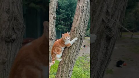 funny cat videos | cute cat videos |cute animals | funny cats #shorts