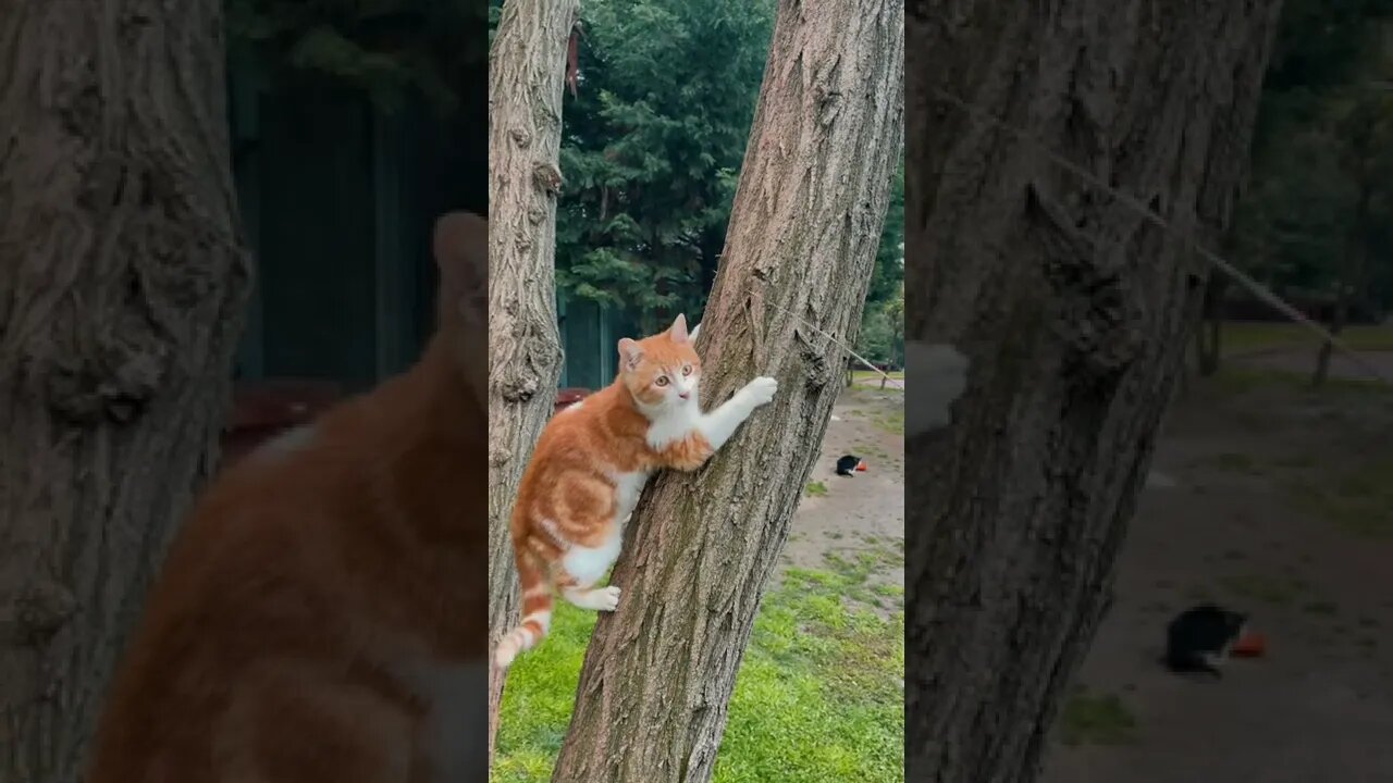 funny cat videos | cute cat videos |cute animals | funny cats #shorts