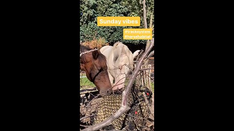 Sunday vibes in Equine habitat