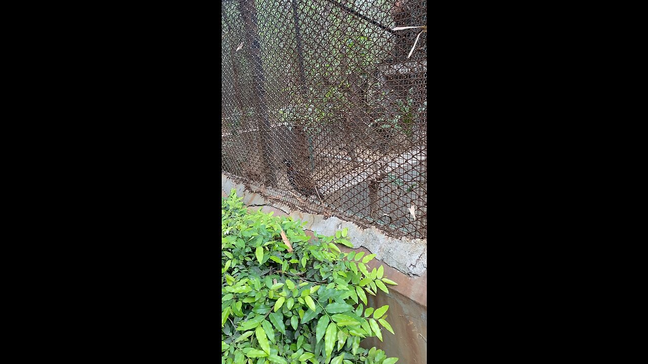 Zoo
