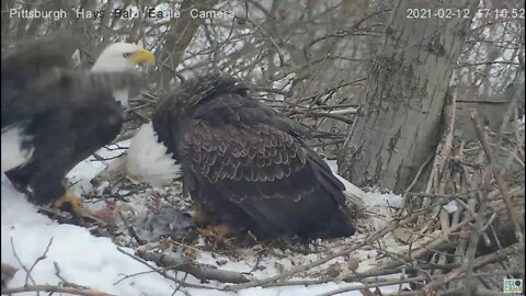 Hays Eagles Dad bring Mom bird gift 2021 02 12 -5: 09 PM