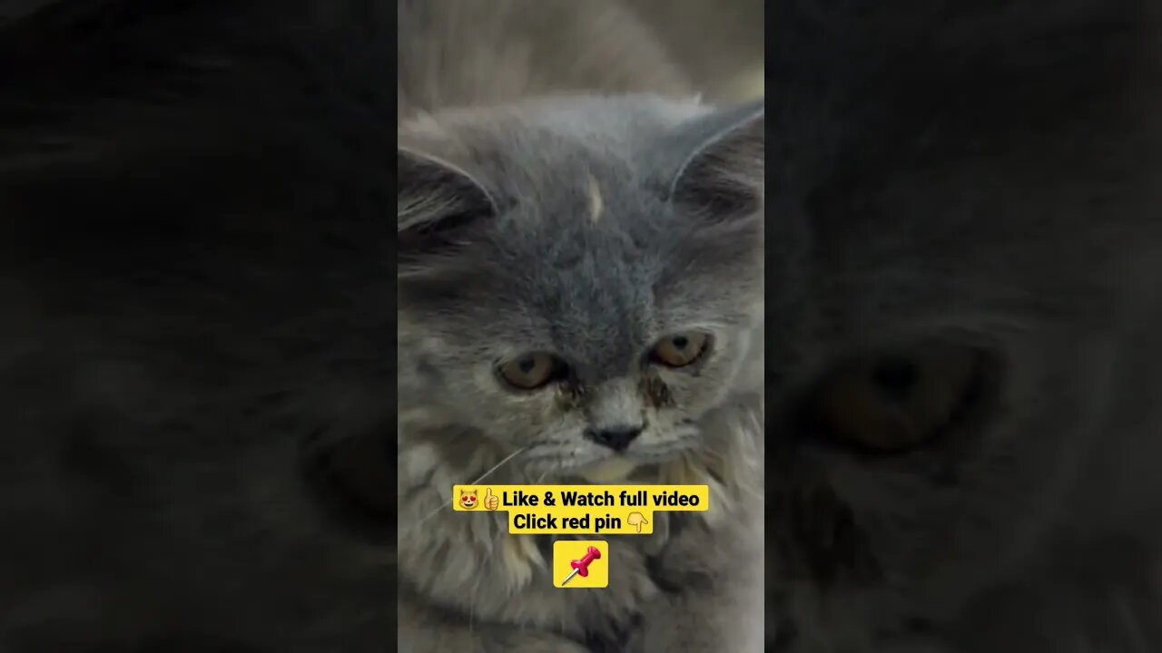 cute cat videos 😹funny videos 😂1328😻#shorts #catvideos #funnycatsvideos #cat #funny_cat #cutecat