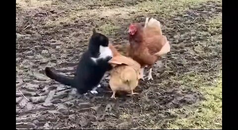 cat messing with chickens 😅