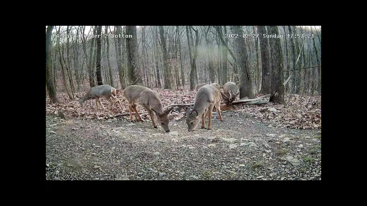 Blaze ,her triplets and 2 others at Pixcams Pa Bird Feeder 2 bottom cam