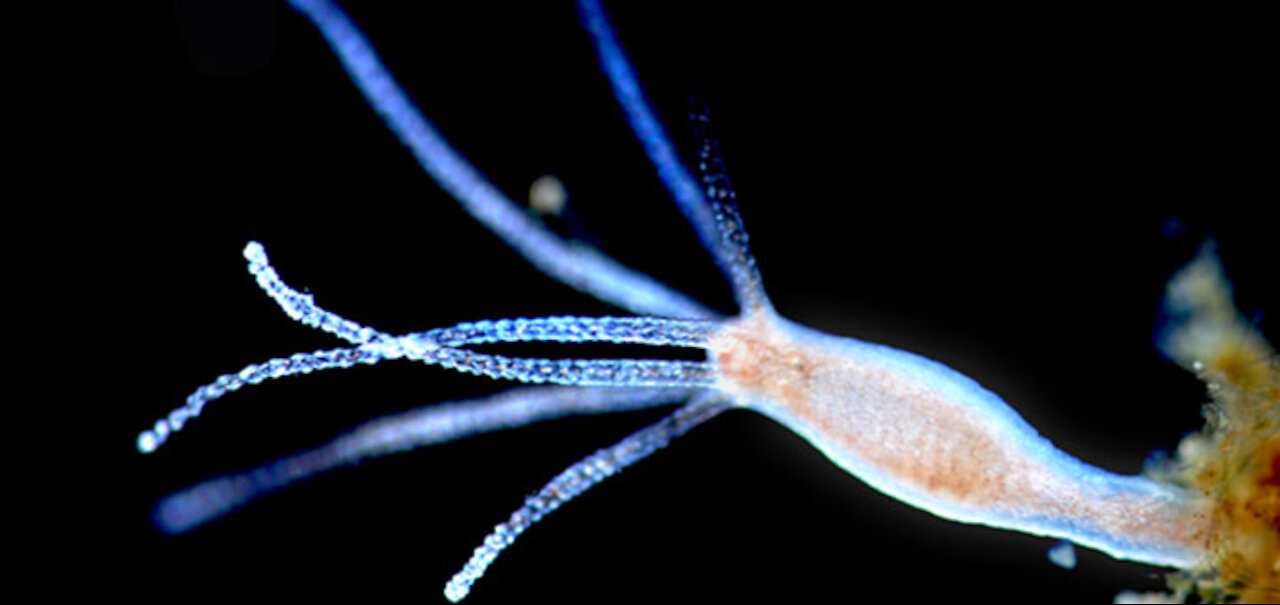 Medical / Hydra: Stretchy, Speedy, & Probably Immortal