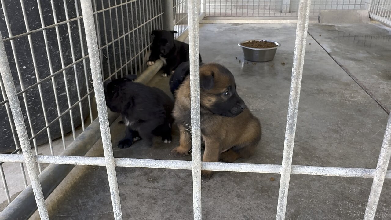 DUTCH SHEPHERD PUPS. DoB: 10-08-23.