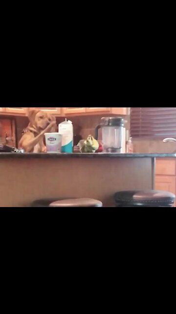 Dog gives compelling argument as to why he wanted a smoothie