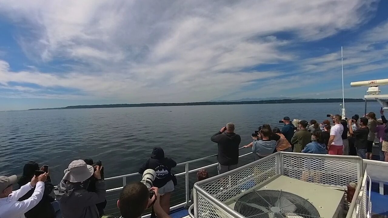 Whale watching tour 360!