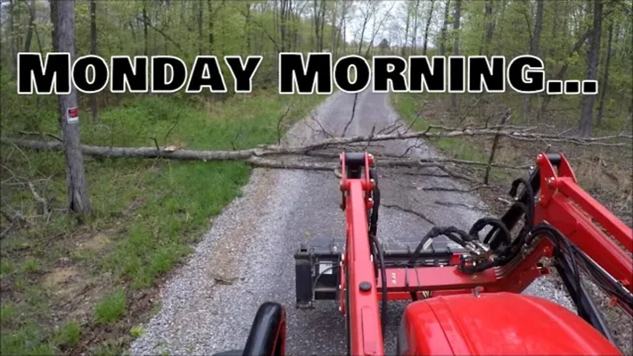 Big Oak tree across the driveway. Illinois Homestead Monday morning