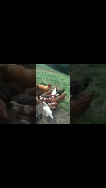chicken feeding