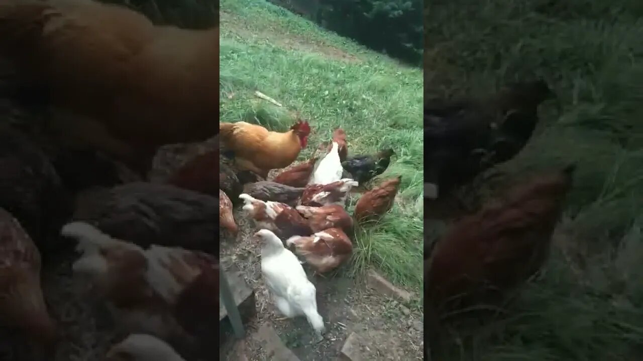 chicken feeding