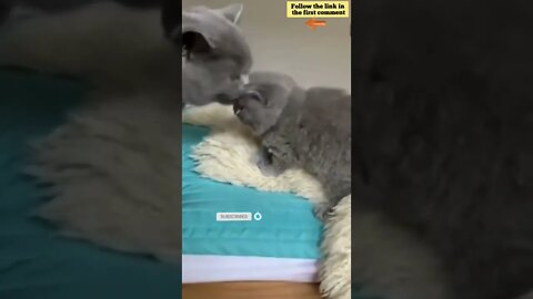 cute cat videos 😹 funny videos 😂 677 😻 #shorts #shortsfunny #cutecat #catvideos #catsfood #catscare