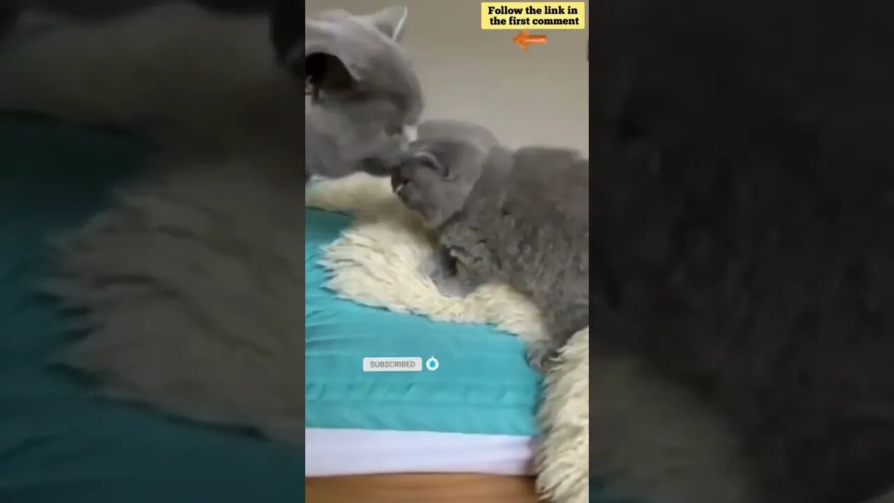 cute cat videos 😹 funny videos 😂 677 😻 #shorts #shortsfunny #cutecat #catvideos #catsfood #catscare