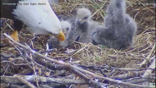 Hays Eagles Dad feeds H16 H17 H18 a closeup view 2022 04 05 1804