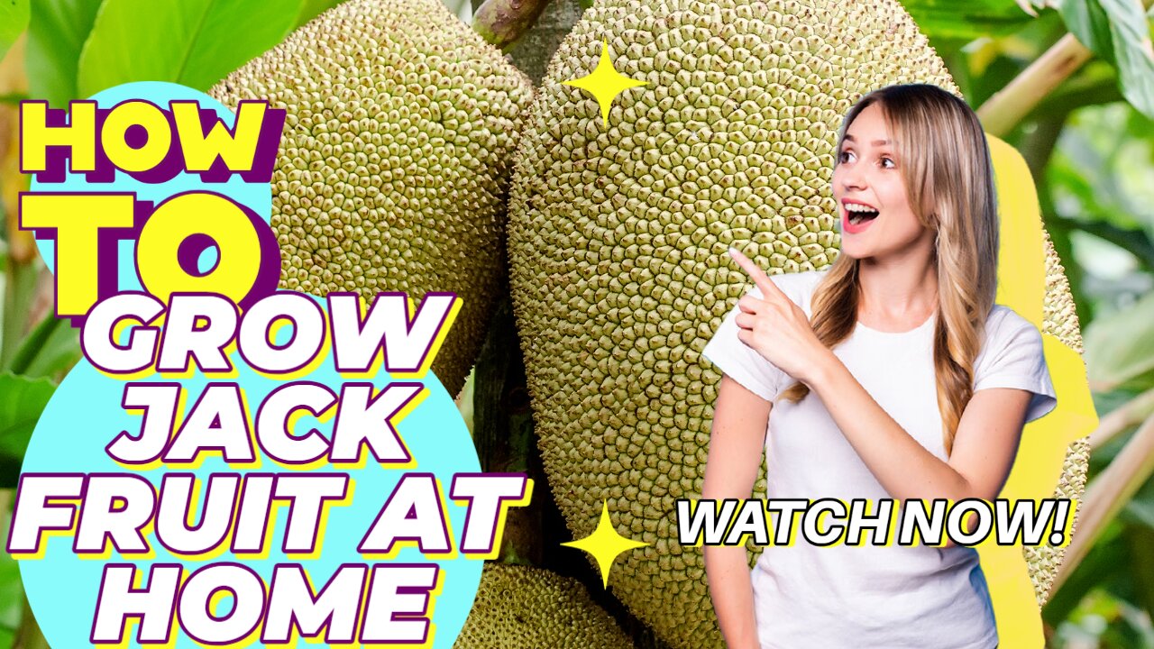 how to grow jackfruit I Jackfruit for Vegans and Vegetarians I Amazed Gardening I Gardening tips