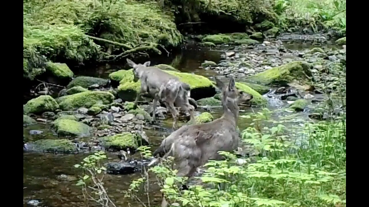 A Creek in the Timber, May 21 - June 5