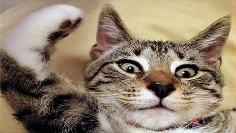 FUNNY CAT MEMES COMPILATION