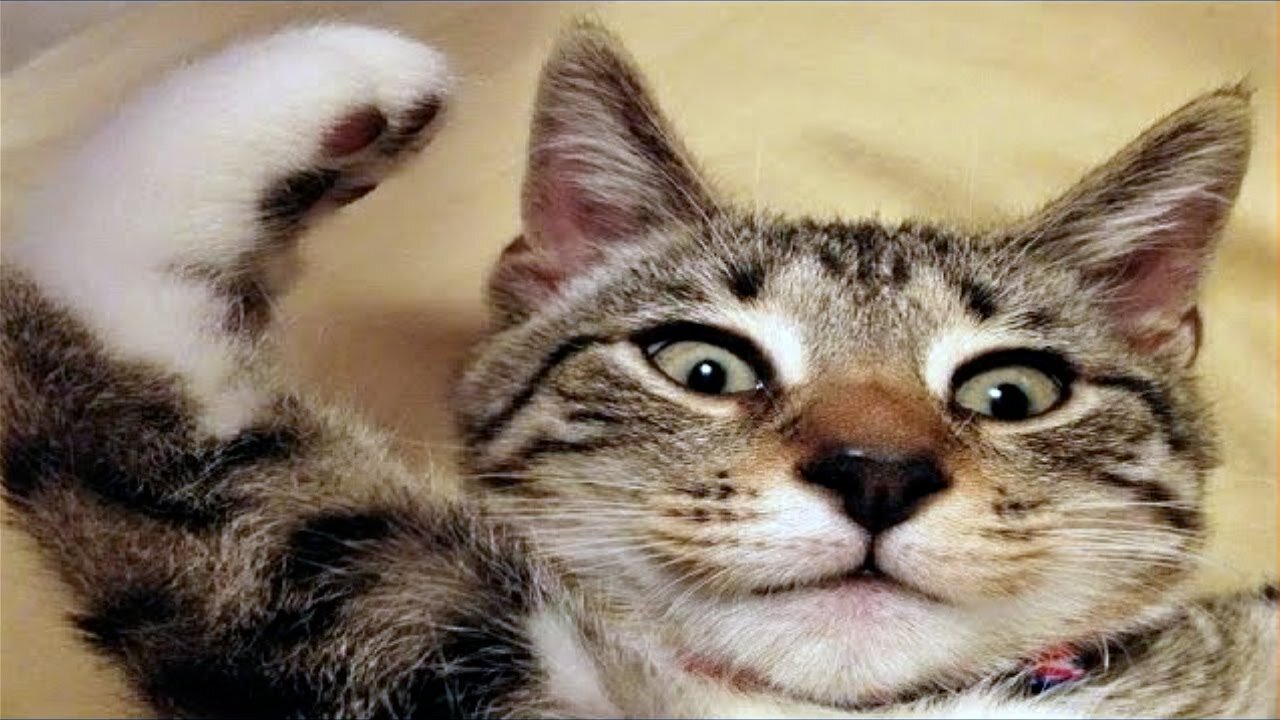 FUNNY CAT MEMES COMPILATION