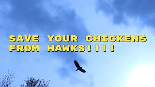 Save your chickens from hawks!