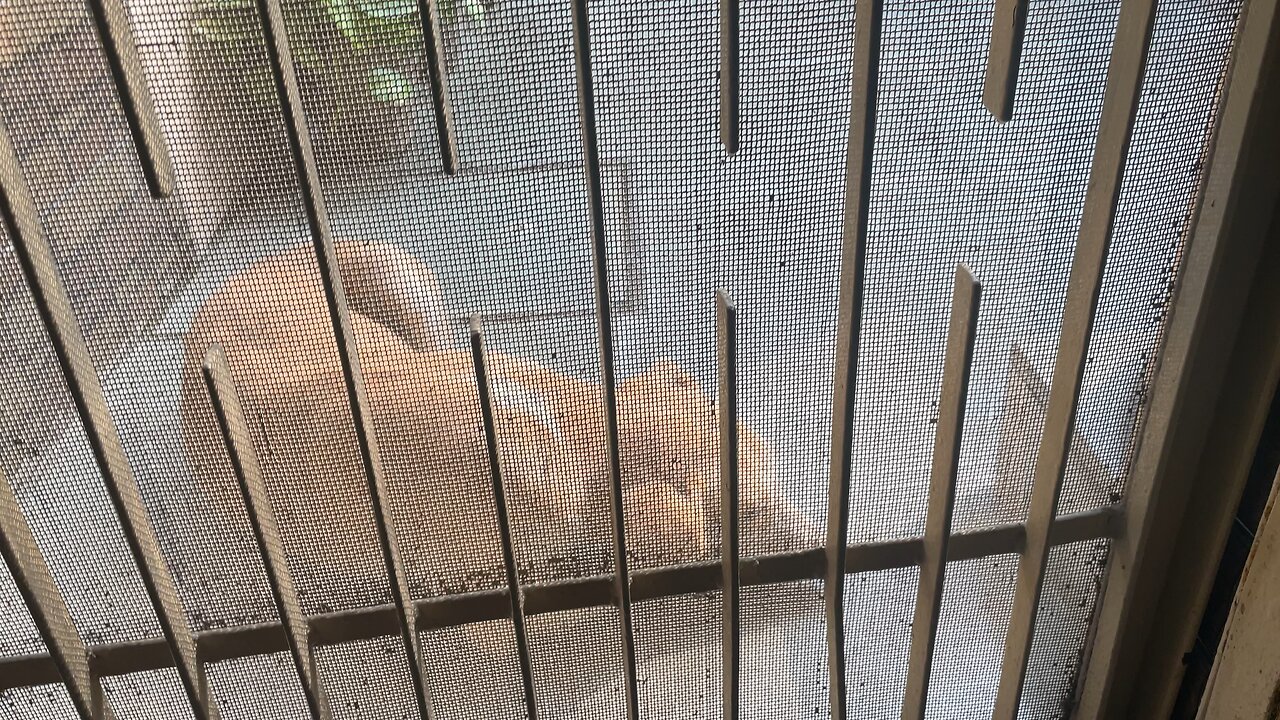 Adorable Dog ✨😇