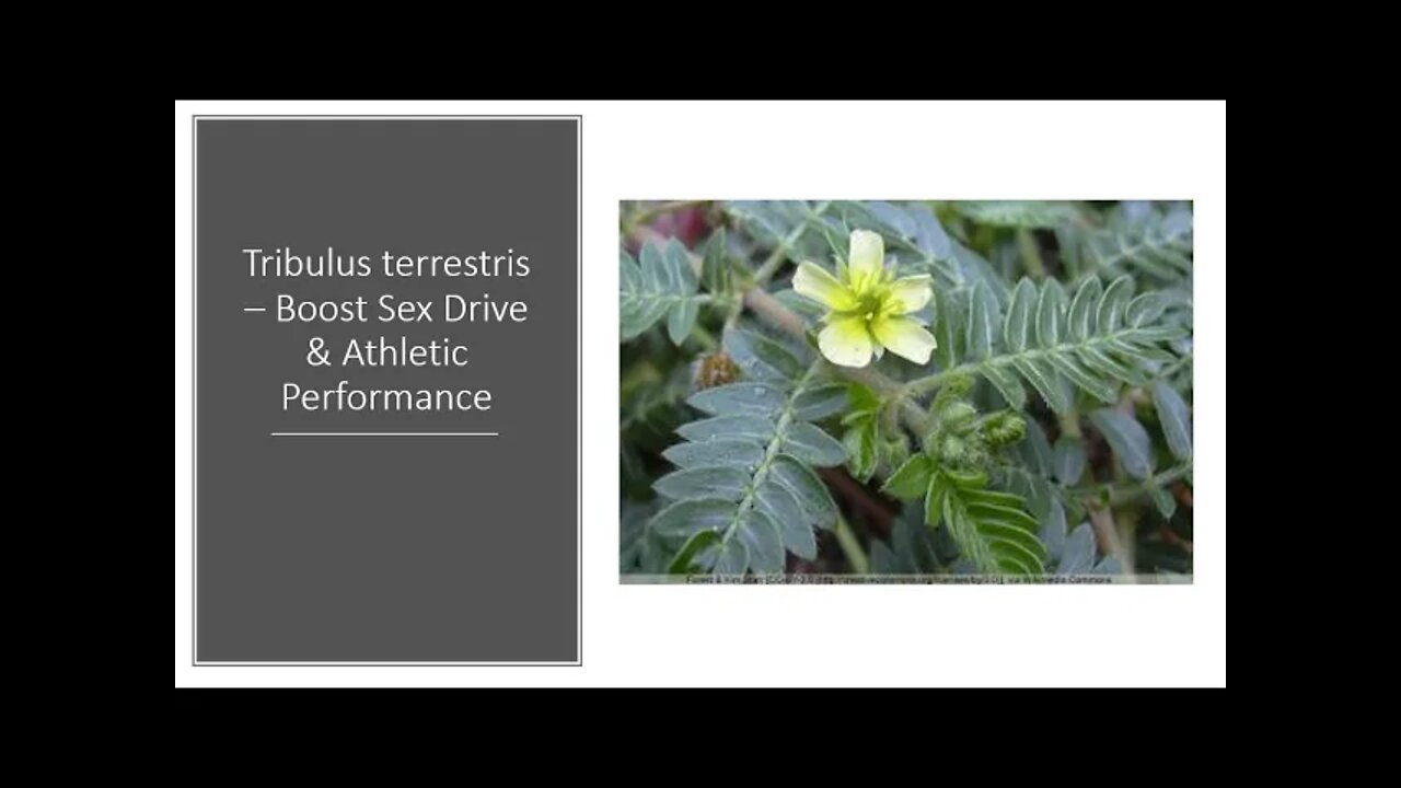 Tribulus terrestris - Libido enhancer