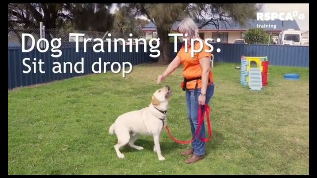 Dog training video