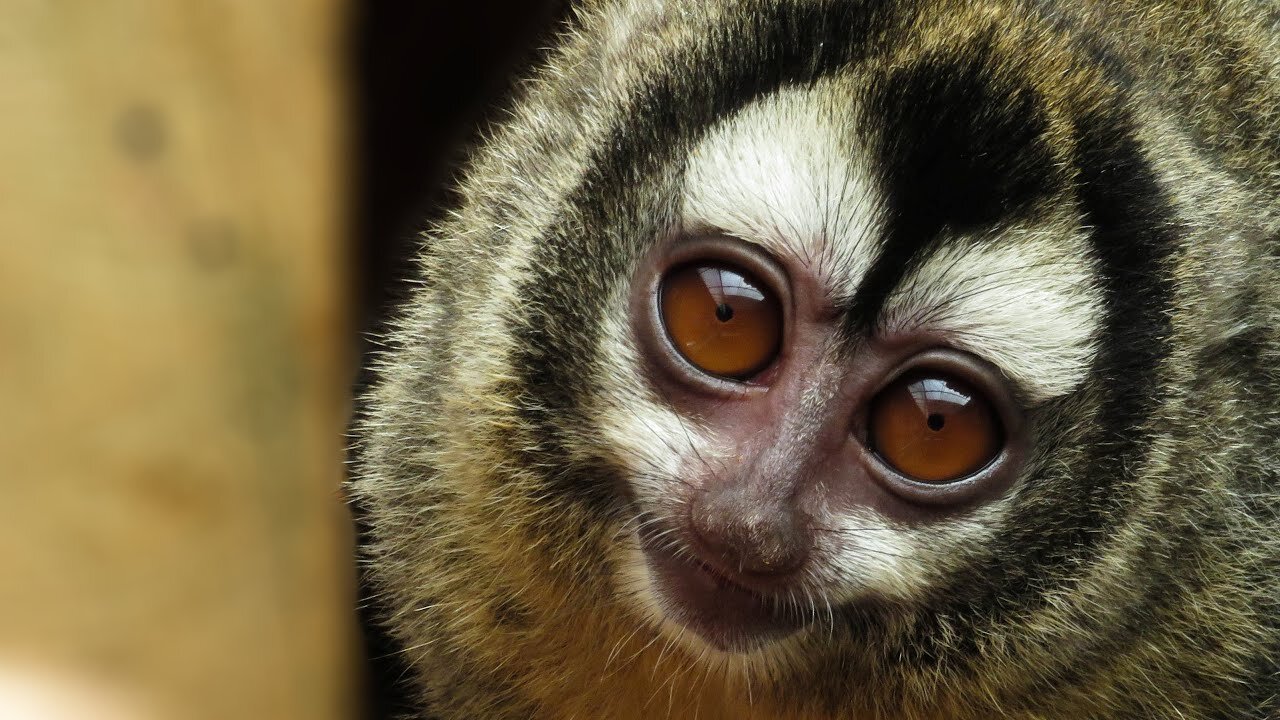 Close-up footage of rescued Night Monkey