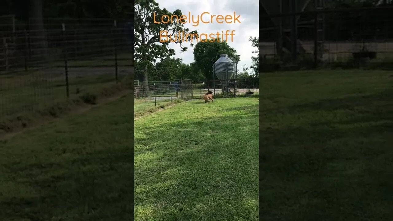 Bullmastiff playing LonelyCreek