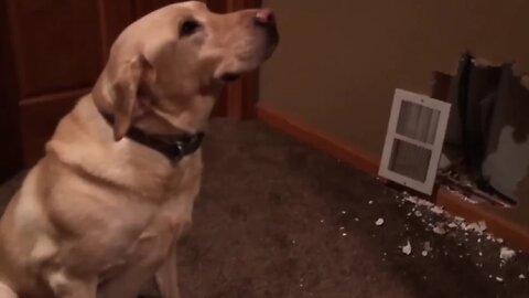 FUNNY GUILTY Compilation 😂😱😁 #funny #animal