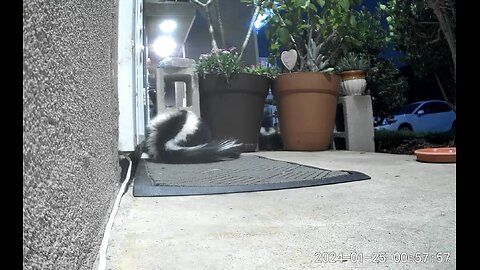 Skunks Fighting or Mating! Very Loud Screeching!