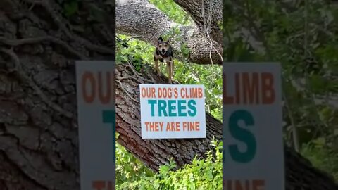 Tree climbing Dogs