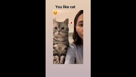 Funny Animal - you like cat 😺