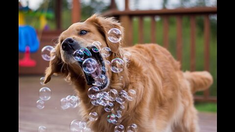 Funny dogs reactions