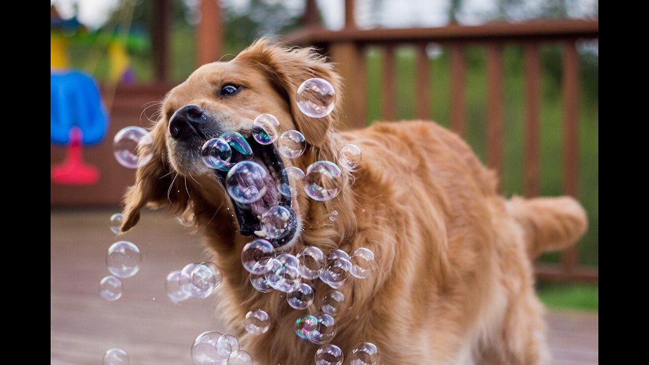 Funny dogs reactions
