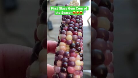 Check out this beautiful glass gem corn…it’s PURPLE!!!!😍😍😍 #shorts #gardening #uniquevegetables